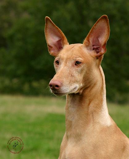 Pharaoh Hound 9Y073D-059.JPG